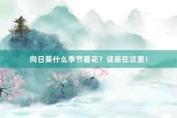 向日葵什么季节着花？谜底在这里！